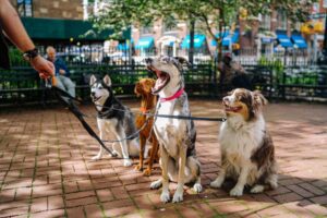 Move home and dogs