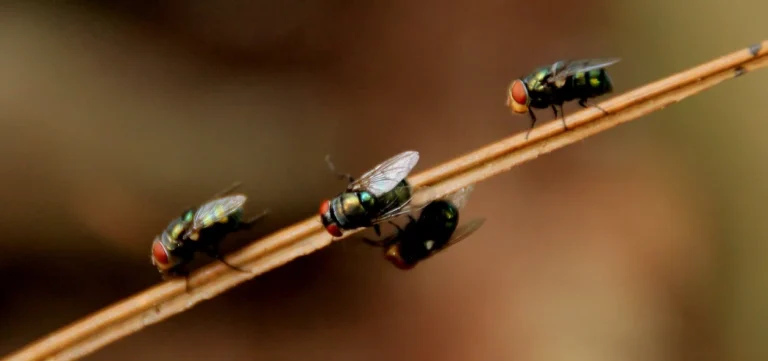 How To Get Rid of Bugs