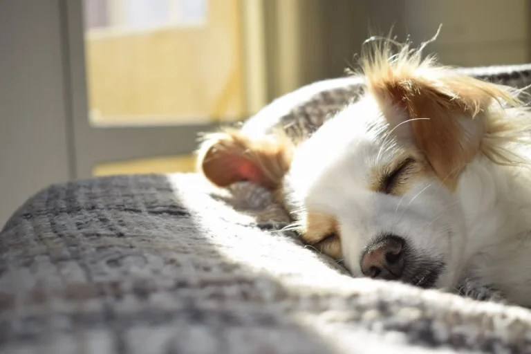 Ways To Save Money On Your Pet Insurance