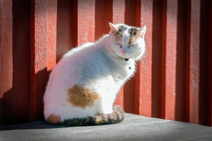 Looking After Your Pet in Hot Weather
