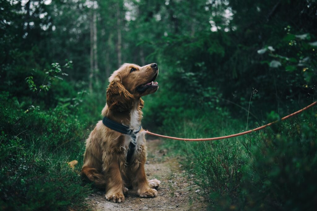 Should We Get a Pet? A Comprehensive Guide to Making the Right Decision