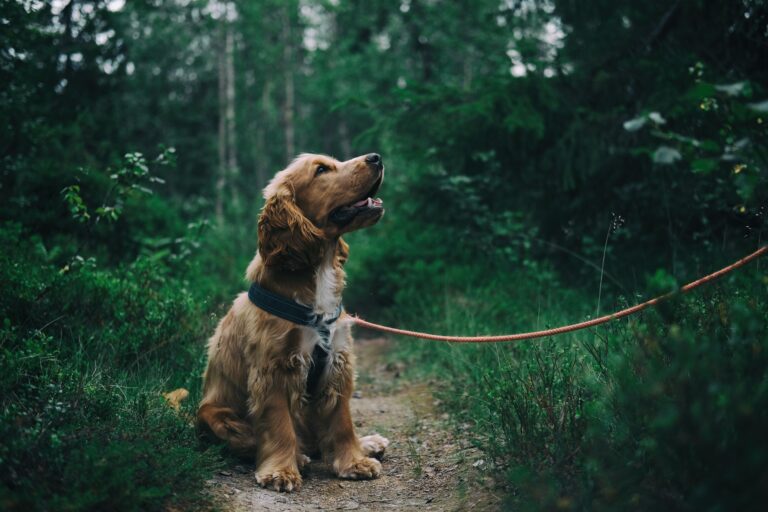 Should We Get a Pet? A Comprehensive Guide to Making the Right Decision