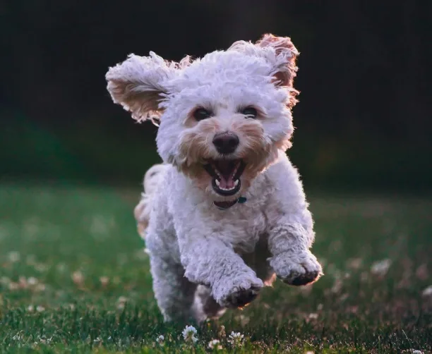 Top Dog Toys for Aggressive Chewers: Keeping Your Pooch Happy and Healthy