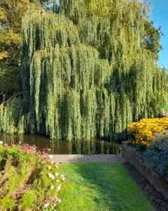 Trees are long lived romantic gifts